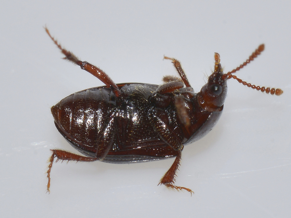 Agyrtidae: Agyrtes bicolor